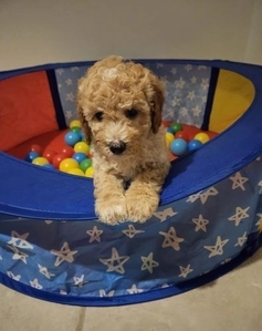 Stunning Small Miniature Goldendoodle Puppies +1(559) 745-5646