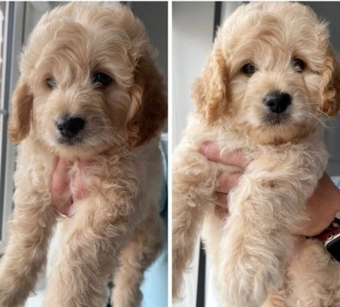 Two boys & two girls LEFT HOMEBRED MINIATUREGoldendoodles F1B +1(559) 745-5646 - Изображение #1, Объявление #1741310